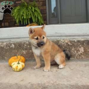 Donald, Shiba Inu Puppy